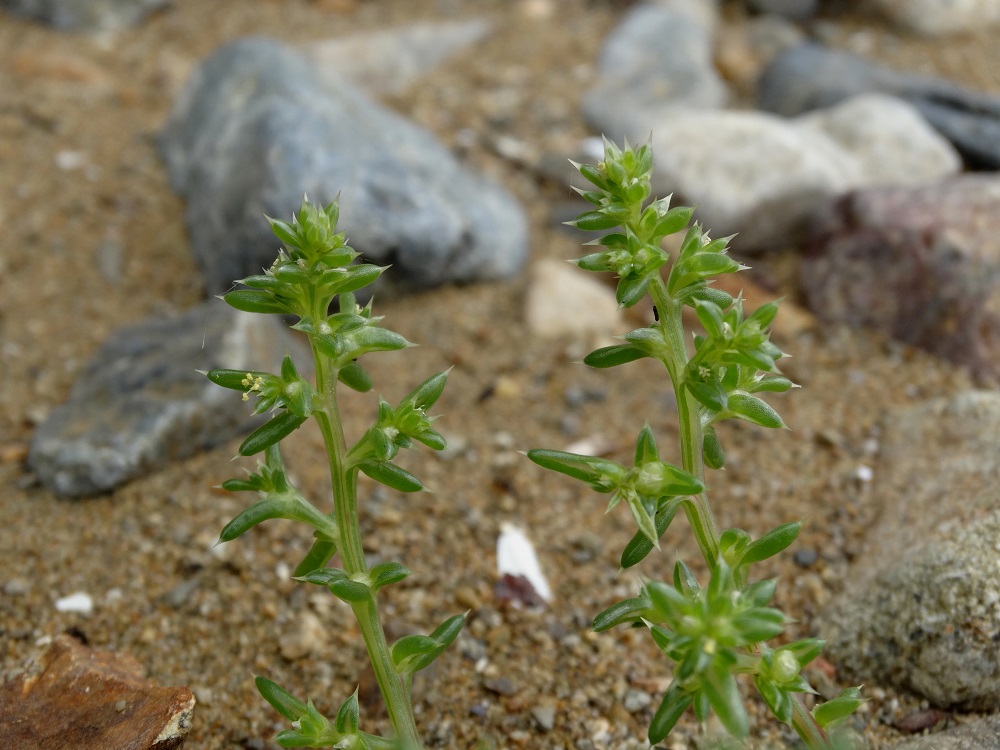 Изображение особи Salsola komarovii.