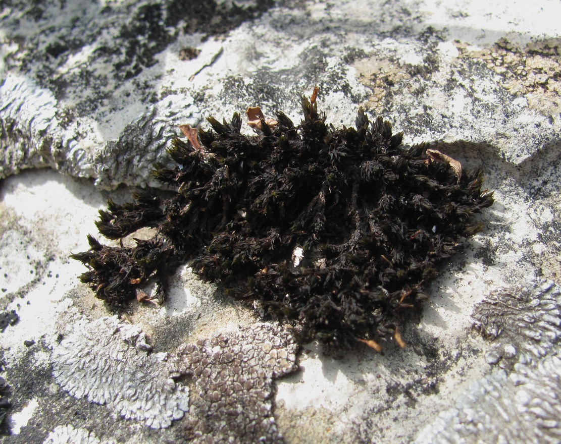 Image of genus Orthotrichum specimen.