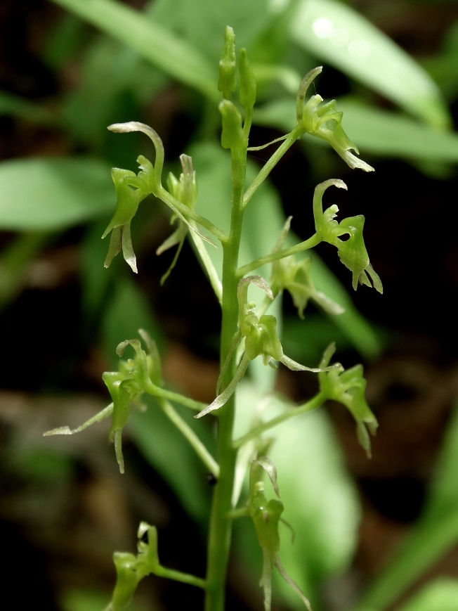 Image of Liparis krameri specimen.