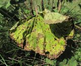 Alcea rugosa