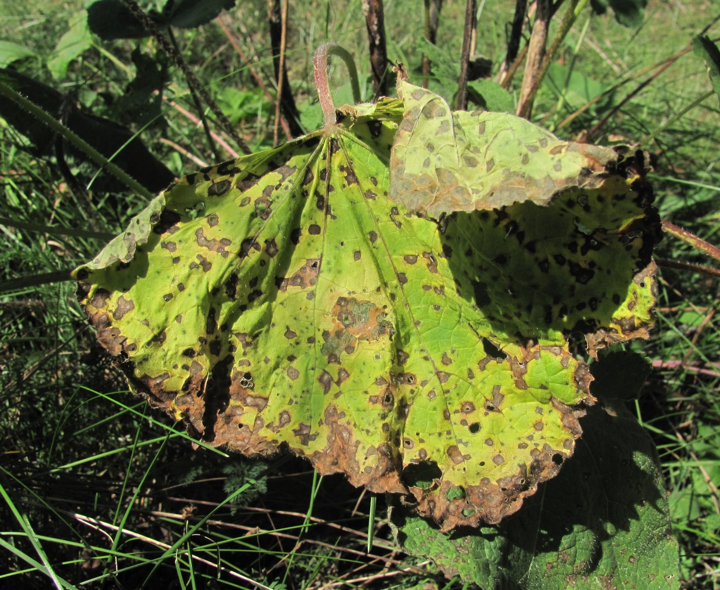 Image of Alcea rugosa specimen.