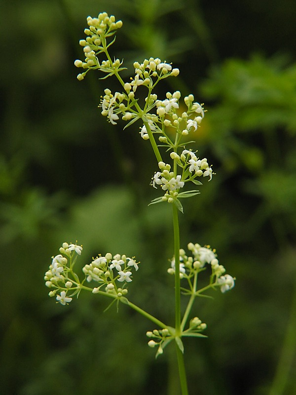 Изображение особи Galium mollugo.