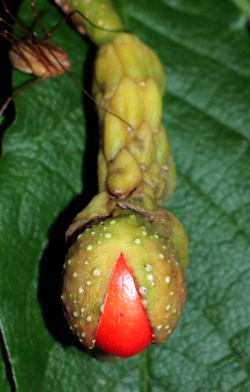 Image of Magnolia kobus specimen.