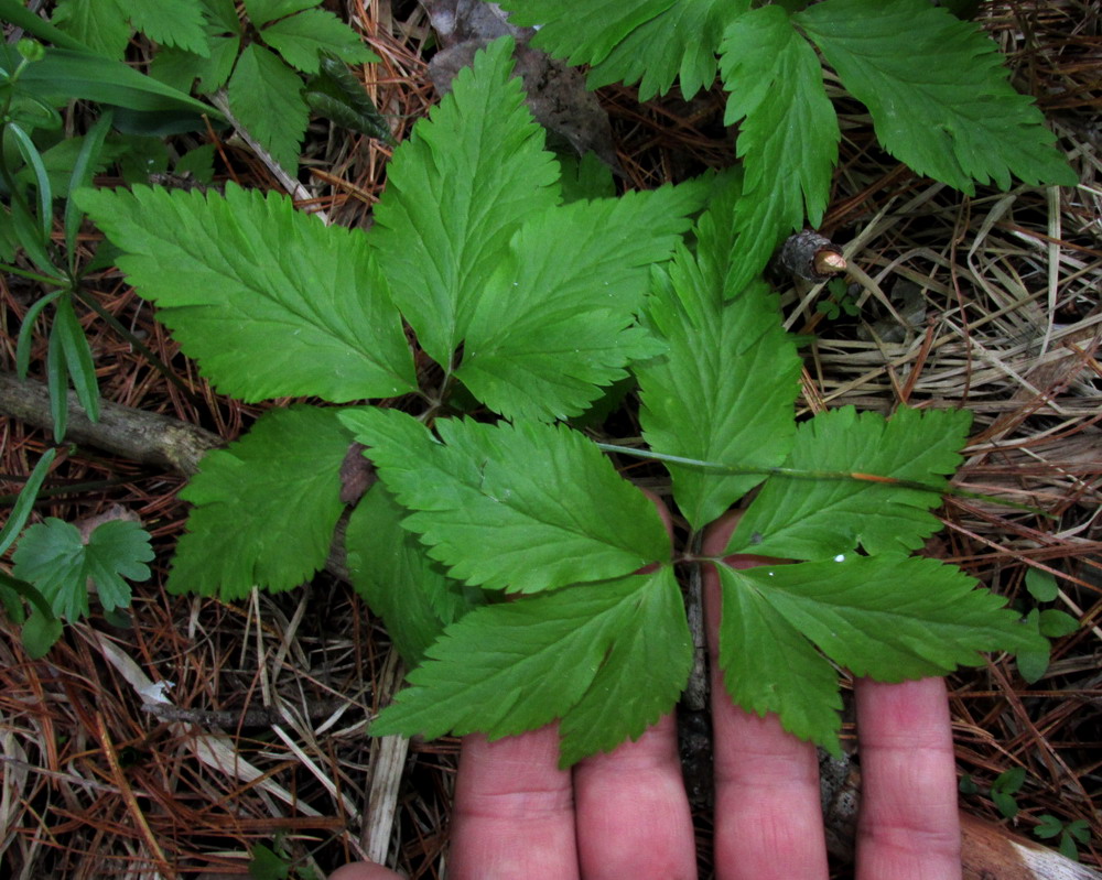 Изображение особи Anemone reflexa.