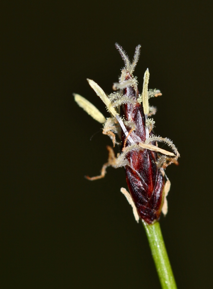 Изображение особи Eleocharis kamtschatica.