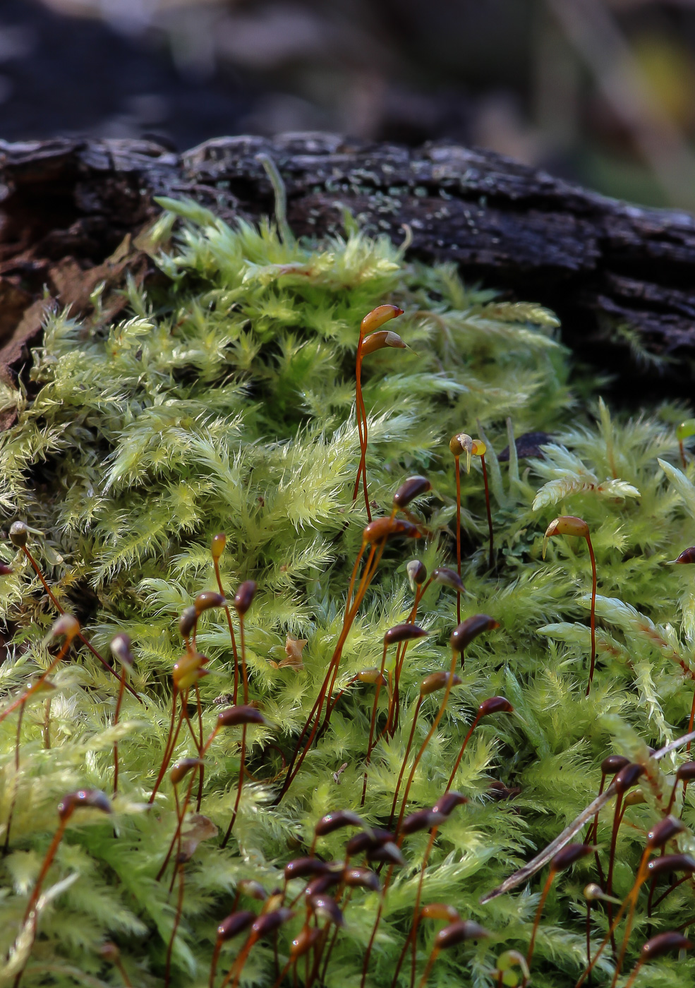 Изображение особи Brachythecium salebrosum.