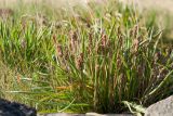 Plantago subspecies subpolaris
