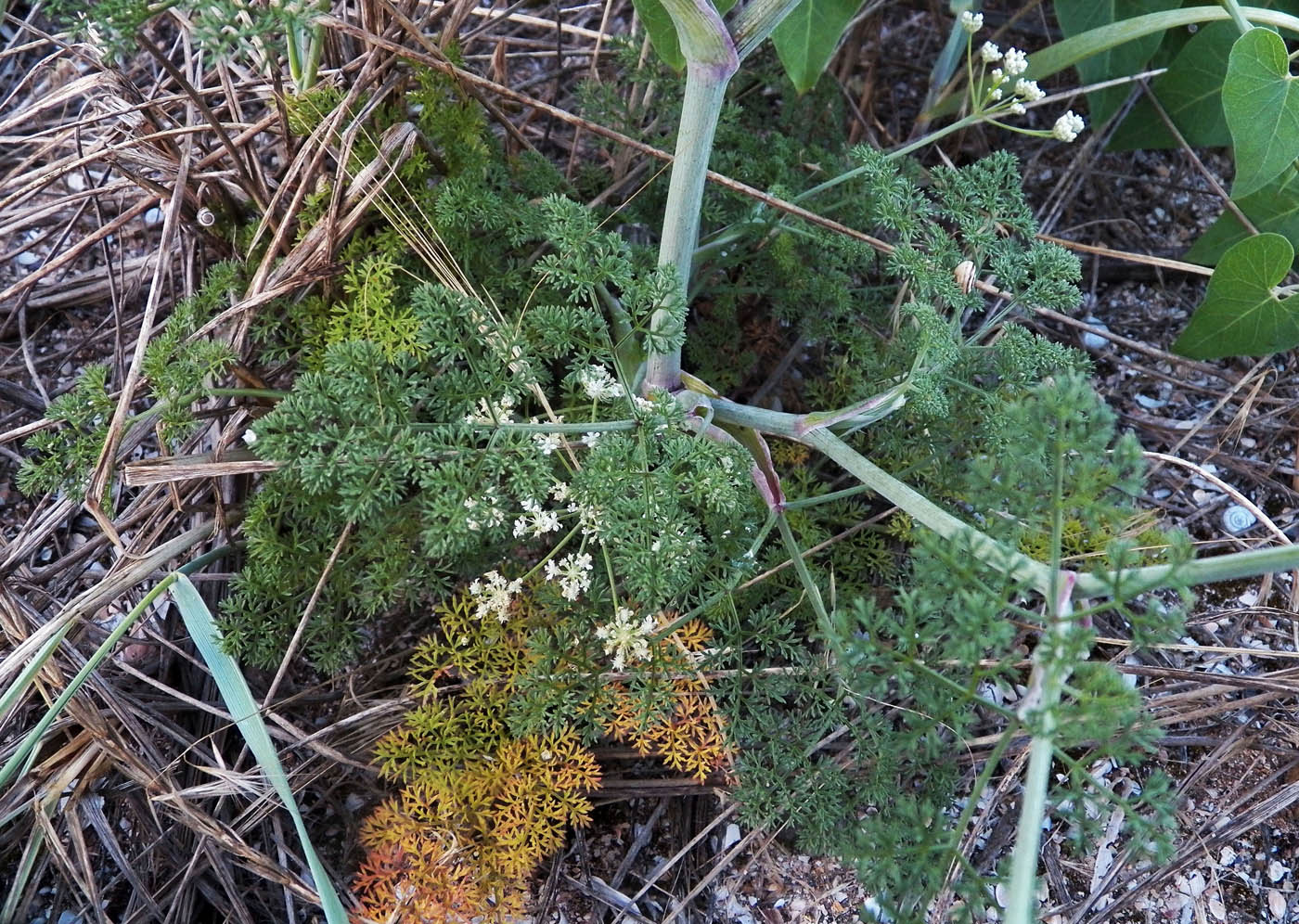 Изображение особи Astrodaucus littoralis.