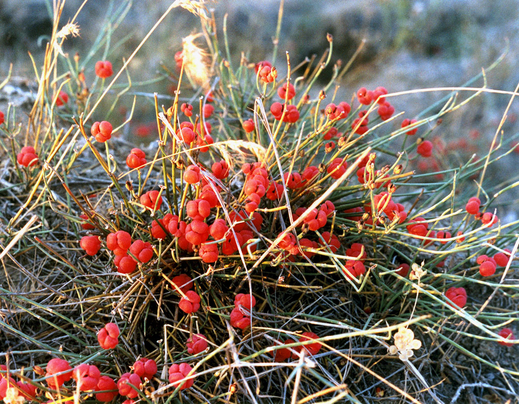 Изображение особи Ephedra distachya.