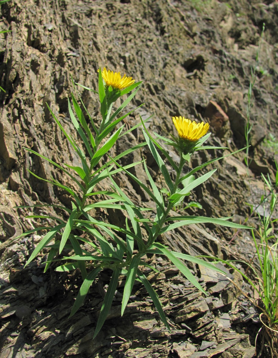 Изображение особи Inula ensifolia.