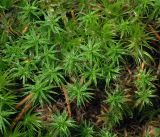 familia Polytrichaceae. Верхушки побегов гаметофитов. Московская обл., Раменский р-н, окр. ж.-д. платформы Хрипань, смешанный лес у ЛЭП. 01.10.2015.