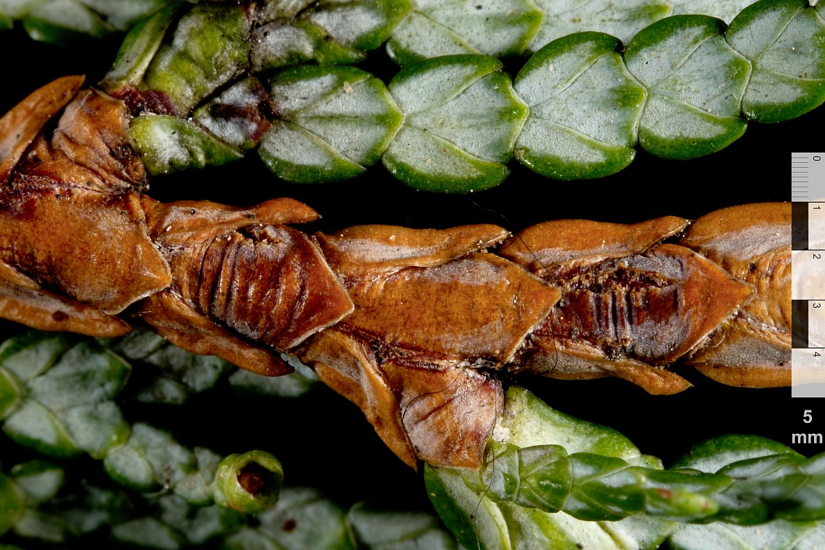 Изображение особи Thuja koraiensis.