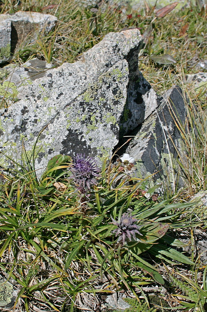 Image of Saussurea schanginiana specimen.