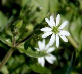 Myosoton aquaticum