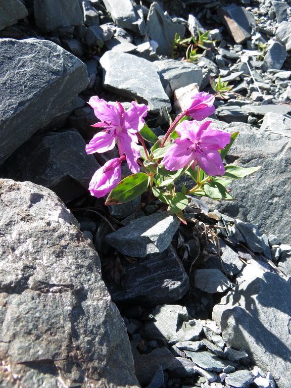 Image of Chamaenerion latifolium specimen.