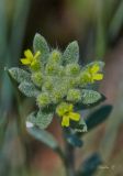 Alyssum alyssoides. Верхушка расцветающего растения. Молдова, Оргеевский р-н, окр. с. Бутучены, известняковая осыпь. 08.05.2015.