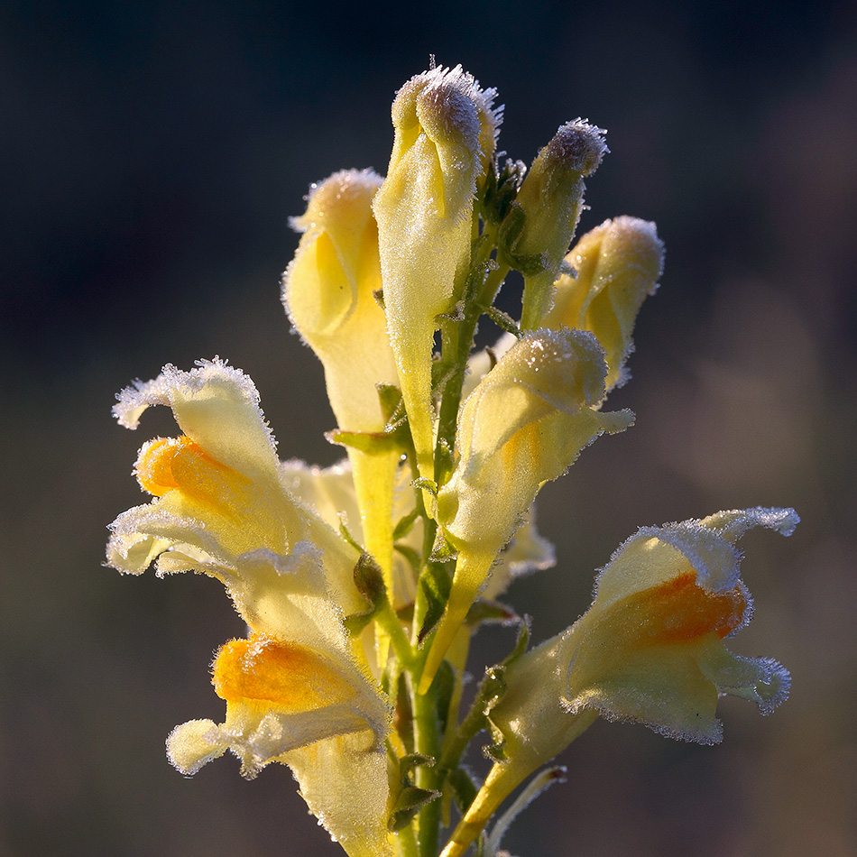 Image of Linaria vulgaris specimen.