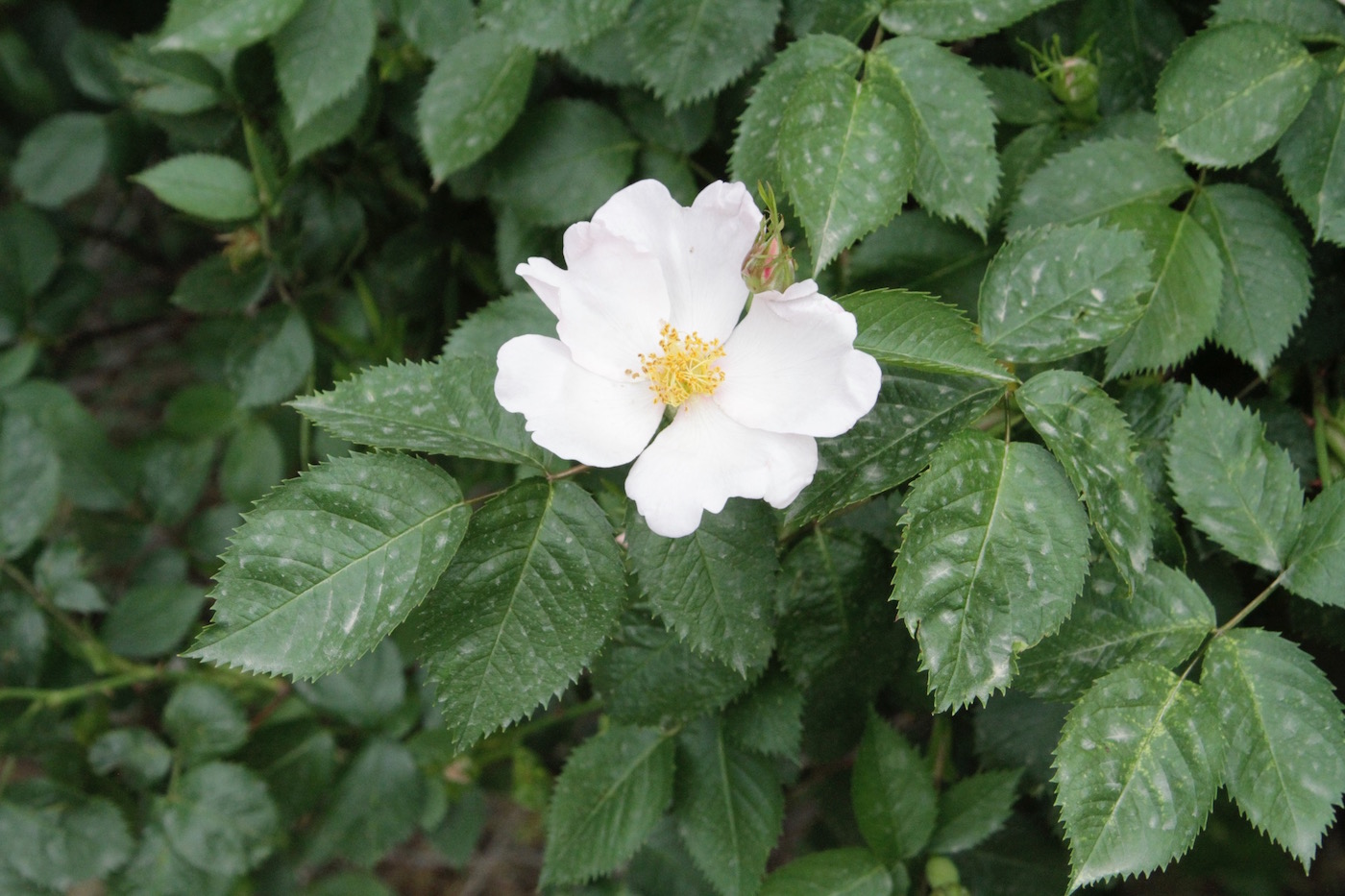 Image of Rosa canina specimen.