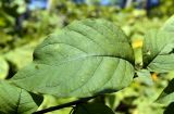 Atropa caucasica