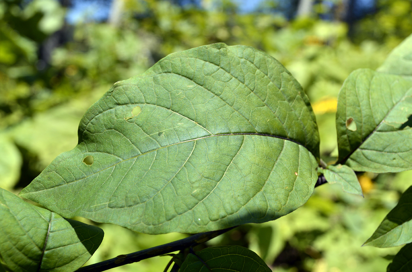 Изображение особи Atropa caucasica.