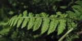 Dryopteris carthusiana. Сегмент вайи 1-го порядка с сорусами. Нидерланды, провинция Drenthe, окр. деревни Zeijen, поляна в смешанном лесу. 6 июня 2010 г.