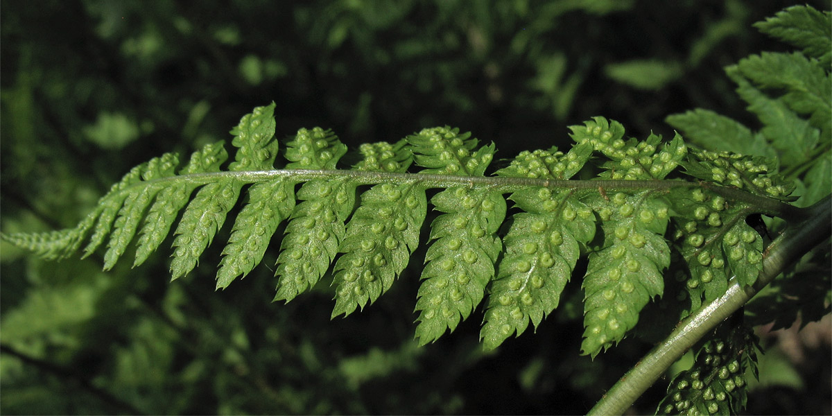 Изображение особи Dryopteris carthusiana.