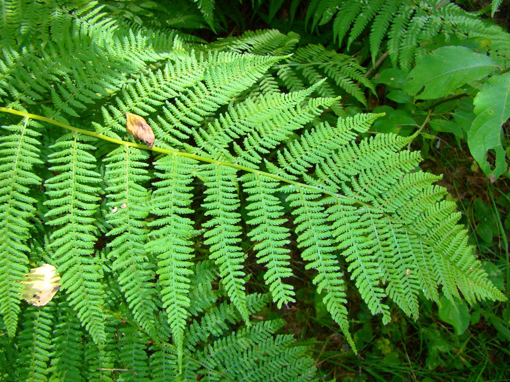 Image of Athyrium filix-femina specimen.