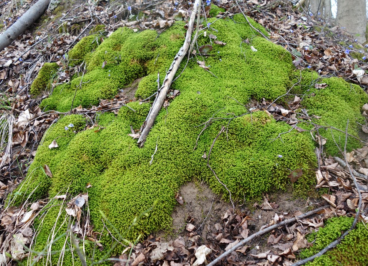 Изображение особи Anomodon viticulosus.