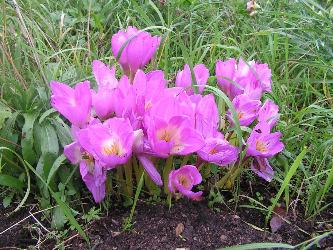 Image of Colchicum speciosum specimen.