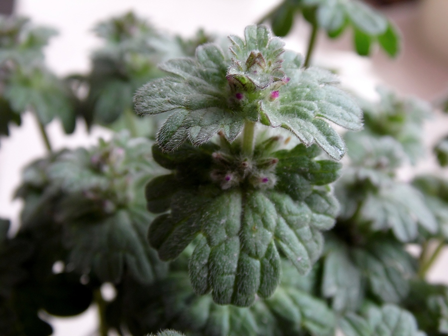 Image of Lamium amplexicaule specimen.