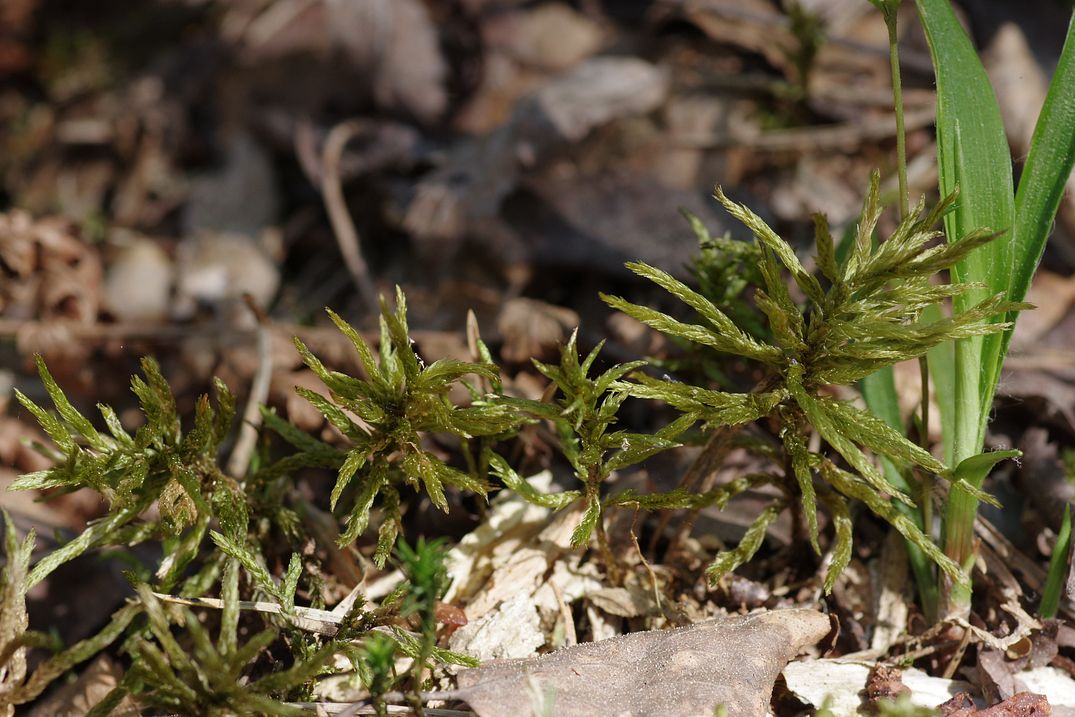 Изображение особи Climacium dendroides.