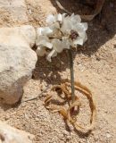 Allium blomfieldianum. Отцветающее растение. Египет, к западу от г. Эль-Дабаа, каменистый холм на второй террасе. 08.03.2017.