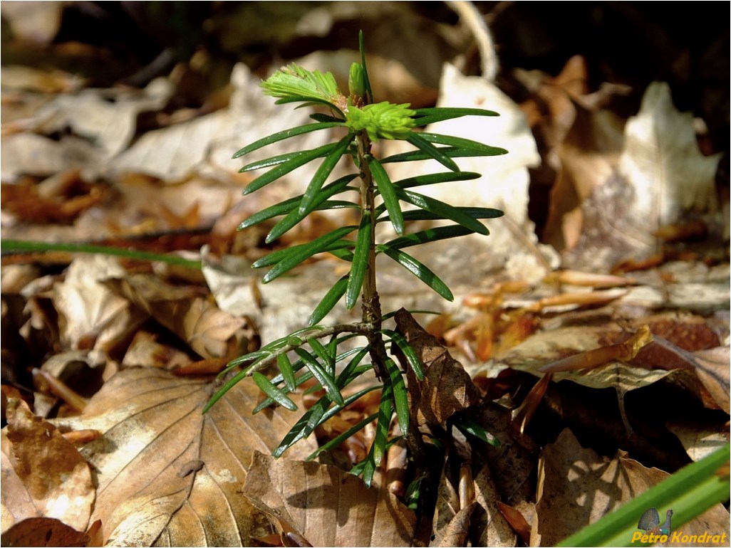 Изображение особи Abies alba.