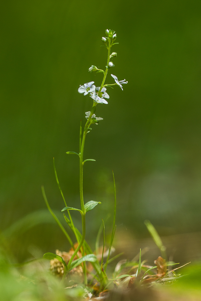 Image of Veronica serpyllifolia specimen.