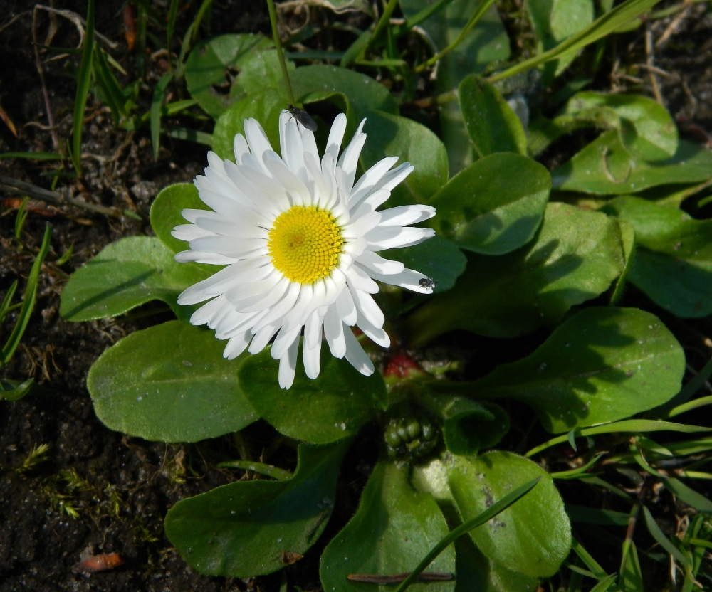 Image of Bellis perennis specimen.