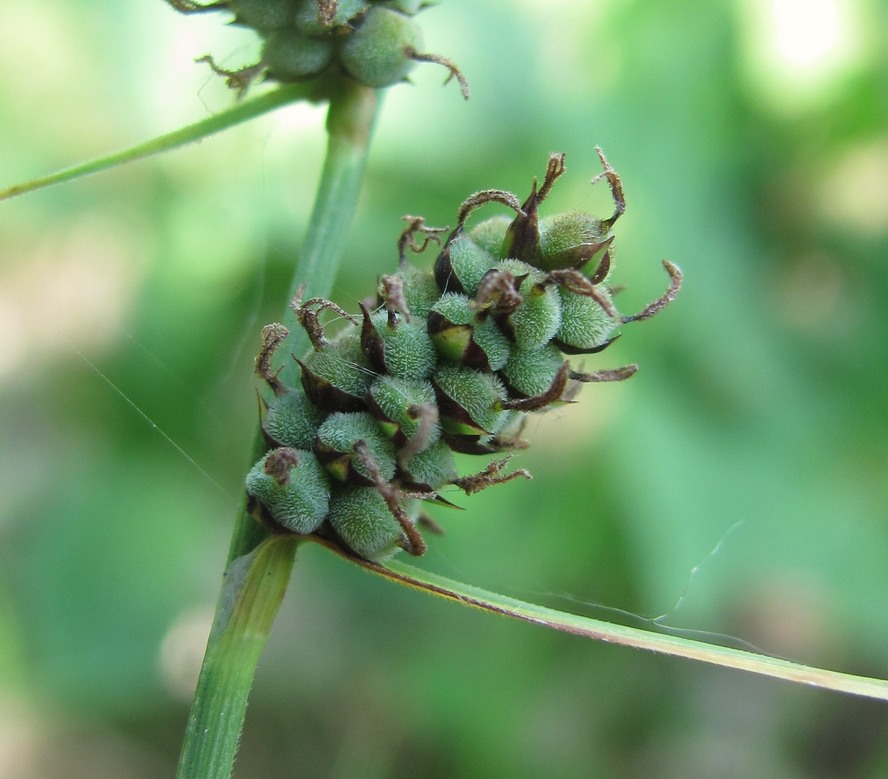 Image of Carex tomentosa specimen.