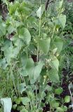 Aristolochia clematitis