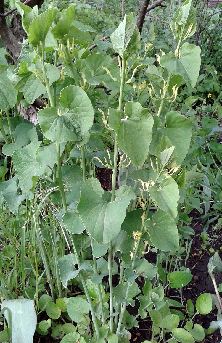 Image of Aristolochia clematitis specimen.