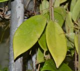 Hoya carnosa