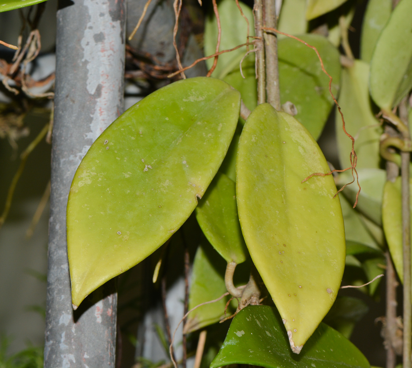 Изображение особи Hoya carnosa.