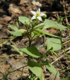 Solanum nigrum. Цветущее растение. Санкт-Петербург, двор Санкт-Петербургского гос. университета. 28.07.2009.