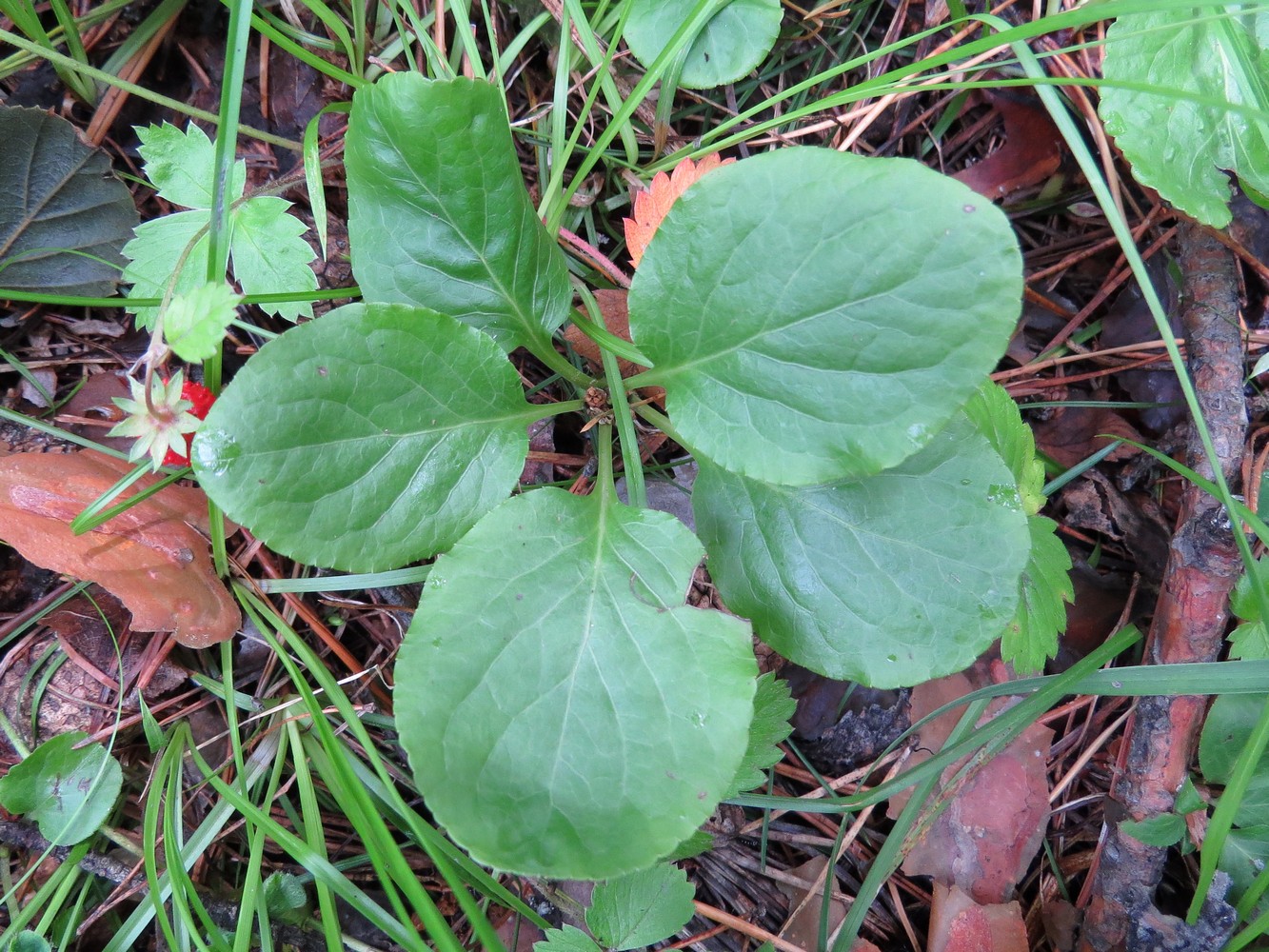 Image of Pyrola minor specimen.