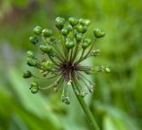 Allium microdictyon