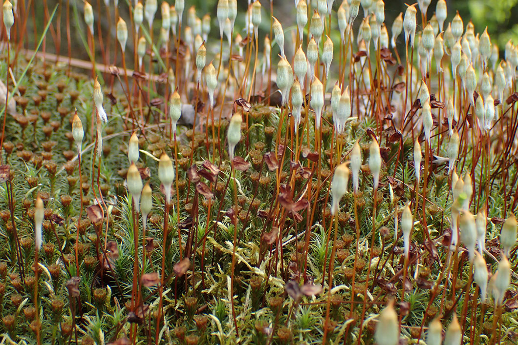 Изображение особи Polytrichum juniperinum.