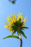 Inula hirta