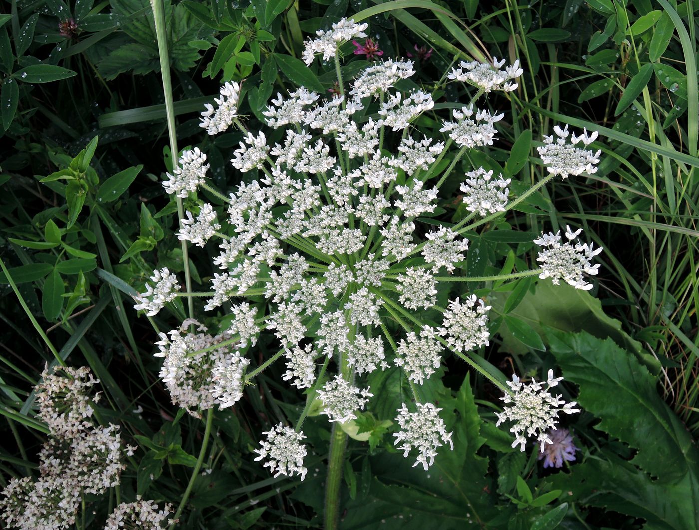 Image of Heracleum sosnowskyi specimen.