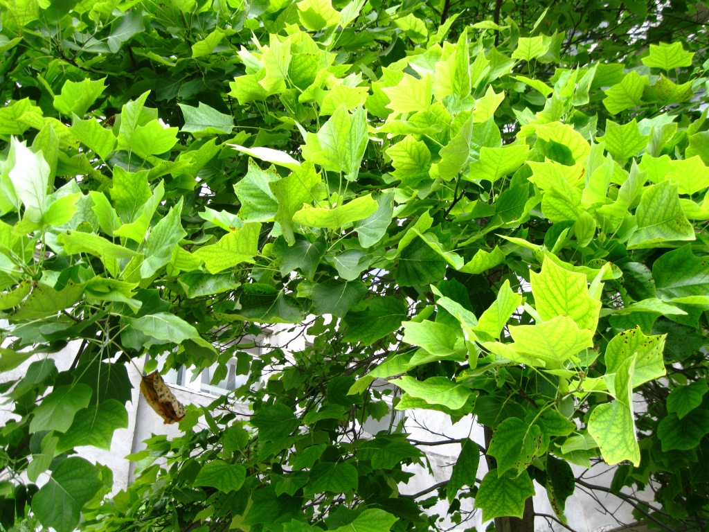 Image of Liriodendron tulipifera specimen.
