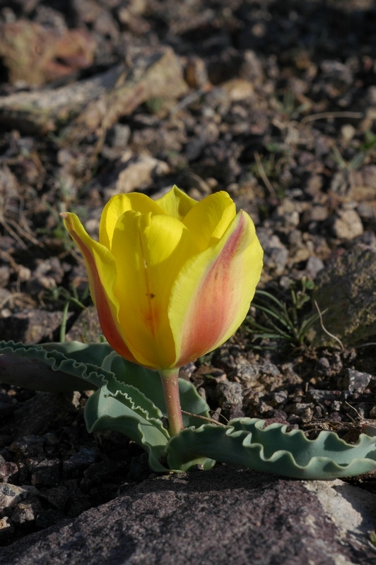 Изображение особи Tulipa alberti.