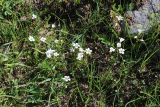 Saxifraga sibirica