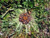 Inula rhizocephala. Расцветающее растение. Таджикистан, Фанские горы, перевал Лаудан, ≈ 3500 м н.у.м., берег ручья. 04.08.2017.